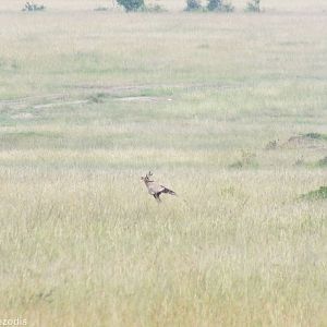Secretary Bird - Maasai Mara