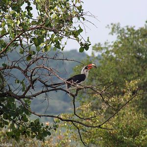 Von Der Decken's Hornbill - Maasai Mara