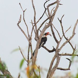Von Der Decken's Hornbill - Maasai Mara