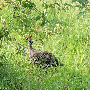 Reichenow?s Guineafowl - Maasai Mara