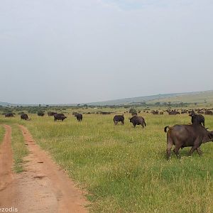 Huge Buffalo Herd- Maasai Mara