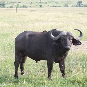 Buffalo - Maasai Mara