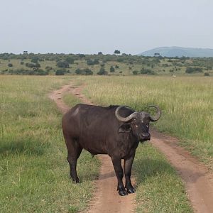 Buffalo Blocking the Road- Maasai Mara