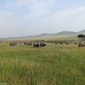 Huge Buffalo Herd - Maasai Mara