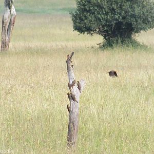 Yellow-billed Oxpeckers - Maasai Mara