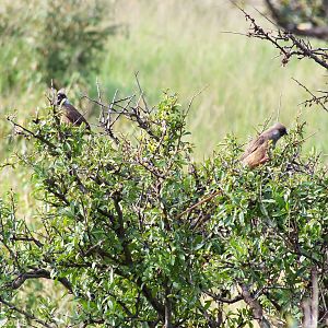 Speckled Mousebirds - Maasai Mara