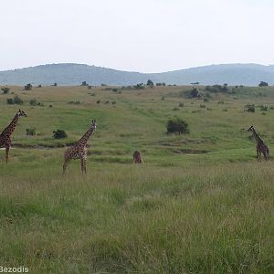 Giraffe Group - Maasai Mara