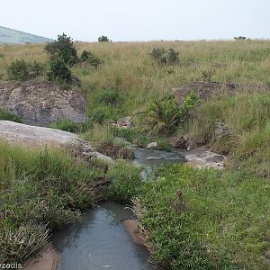 Stream Area - Maasai Mara