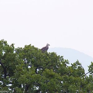 Martial Eagle - Maasai Mara