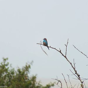 Red-cheeked Cordon-bleu - Maasai Mara