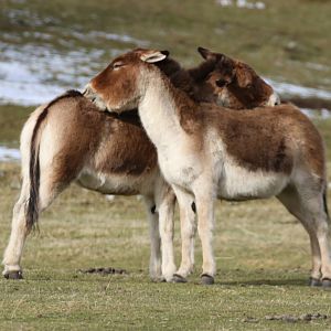 I'll Scratch Your Back If You Scratch Mine