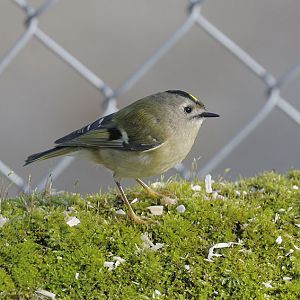 Goldcrest (wild)
