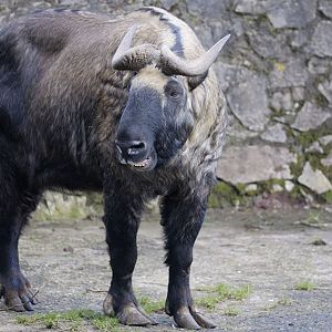 Mishmi takin vocalising