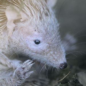 Pygmy hegehog tenrec