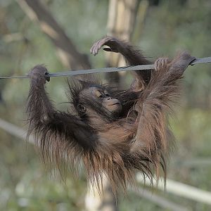 Tatau travelling sloth fashion