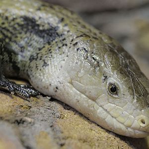 Blue-tongued skink