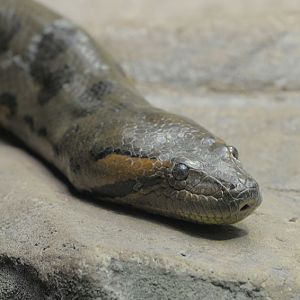 Green anaconda