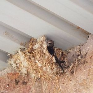 Swift in Nest - Maasai Mara