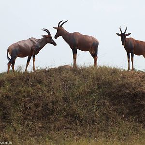 Topi - Maasai Mara