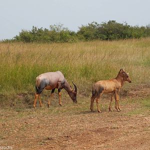 Pregnant Topi and Young - Maasai Mara