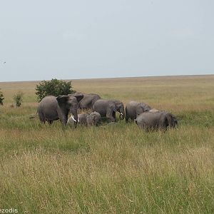 Elephants - Maasai Mara
