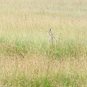 Grey-backed Fiscal - Maasai Mara
