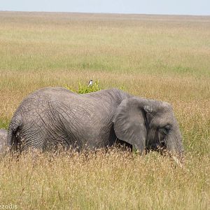 Elephants and Grey-backed Fiscal - Maasai Mara