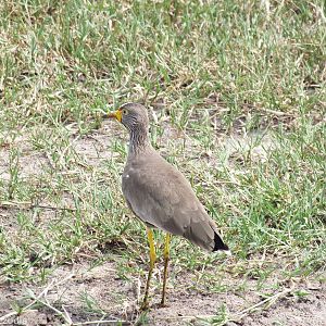 African Wattled Lapwing - Maasai Mara