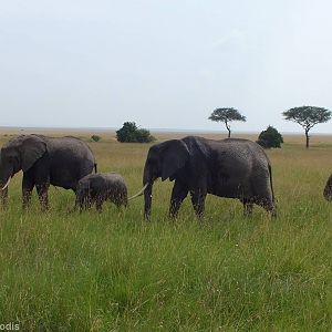 Elephants - Maasai Mara