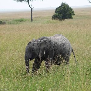 Elephant - Maasai Mara