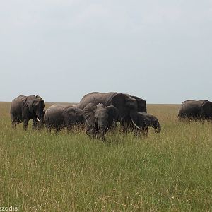 Elephants - Maasai Mara
