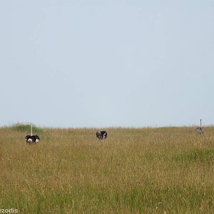 Ostriches - Maasai Mara