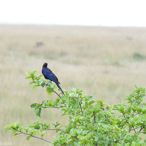 Rueppell's glossy-starling - Maasai Mara