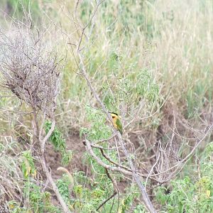 Little Bee-eater - Maasai Mara
