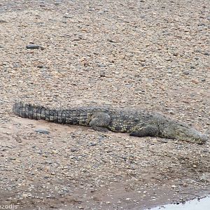 Big Nile Crocodile - Maasai Mara