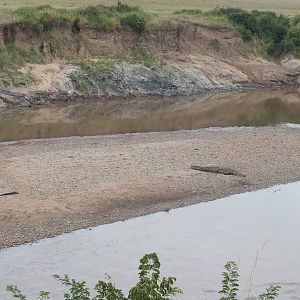 Nile Crocodile on the Mara River - Maasai Mara