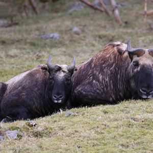 Mishmi Takin (Budorcas taxicolor taxicolor)