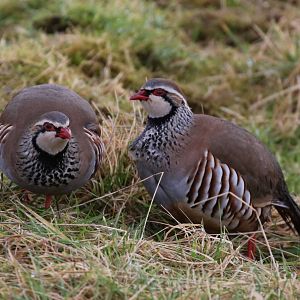 Red-legged Partridges