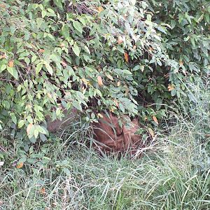 Male Lion in a Bush - Maasai Mara