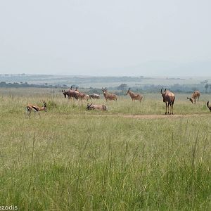 Topi Group and Thomson's Gazelle - Maasai Mara