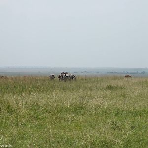 Zebras - Maasai Mara