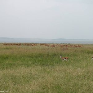 Impalas, Thomson's Gazelles, and a Topi - Maasai Mara