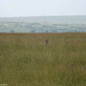 Spotted Hyaena - Maasai Mara