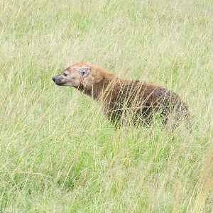 Spotted Hyaena - Maasai Mara