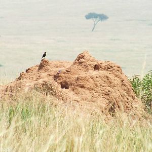 Sooty Chat and Agama - Maasai Mara