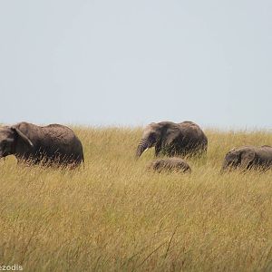 Elephant Group - Maasai Mara