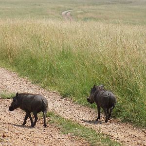 Warthogs - Maasai Mara