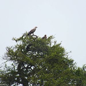 Light and Dark Morph Tawny Eagles - Maasai Mara