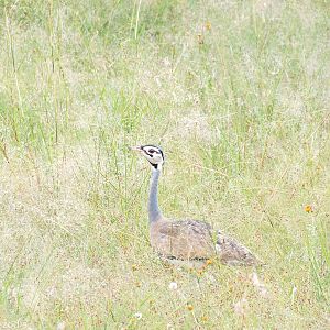 White-bellied Bustard - Maasai Mara