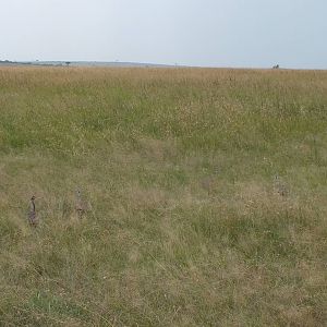 White-bellied Bustard Group - Maasai Mara